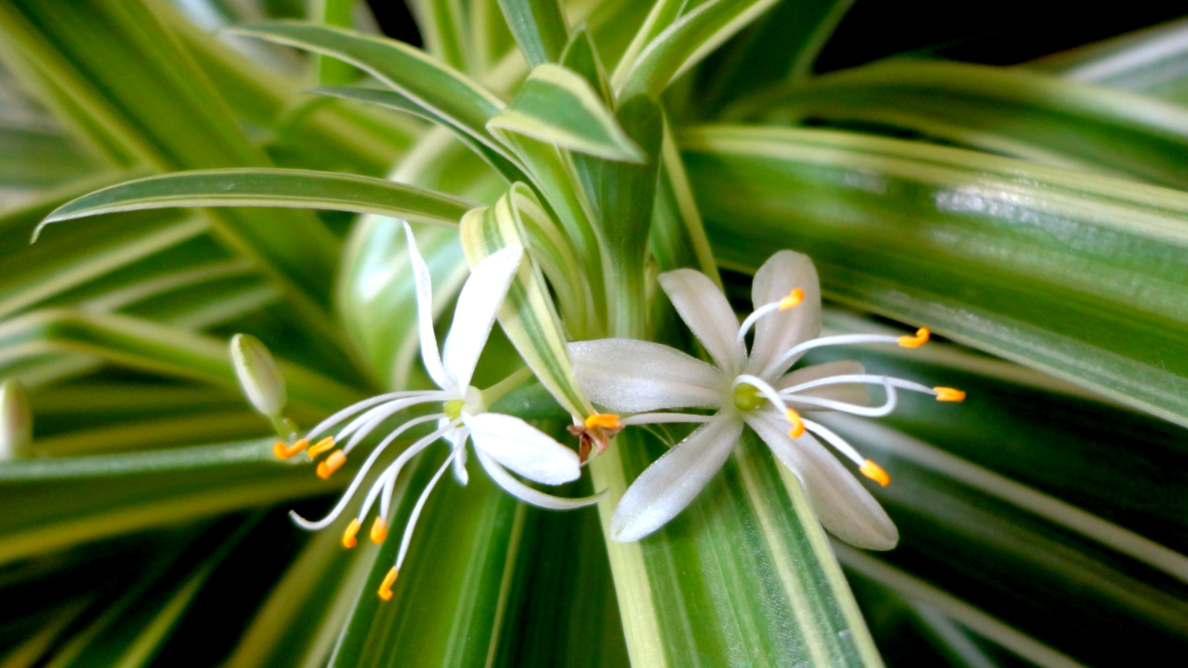 Cinta (Chlorophytum comosum)