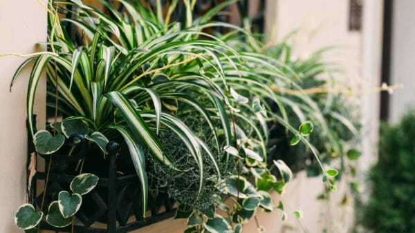 Cómo cuidar la cinta (Chlorophytum comosum)