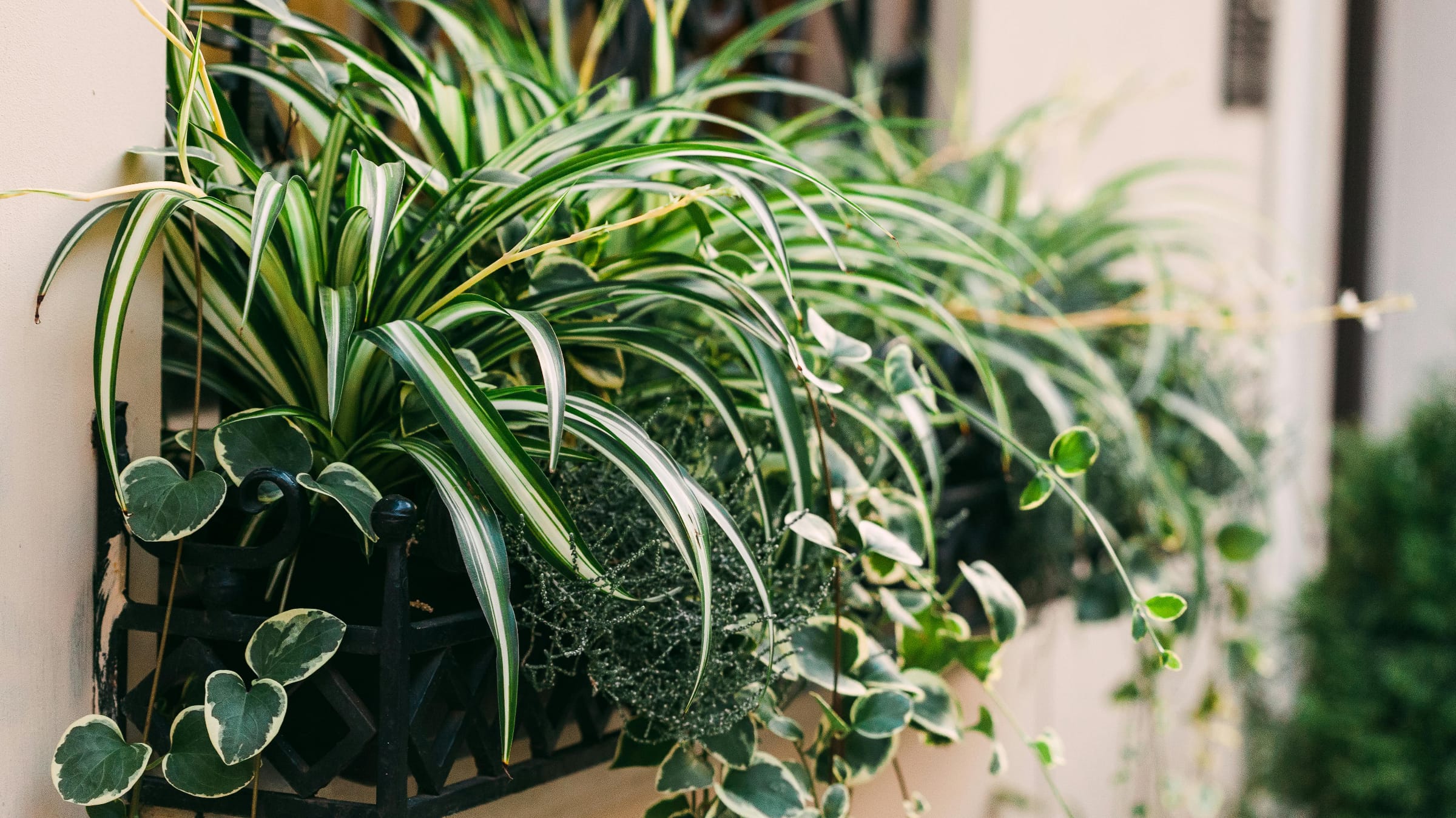 Cinta (Chlorophytum comosum)