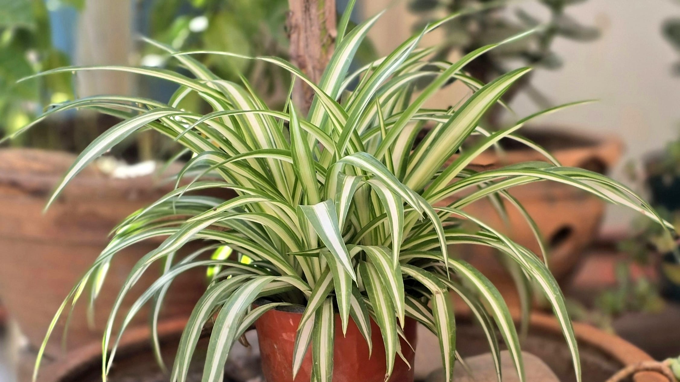 Cinta (Chlorophytum comosum)