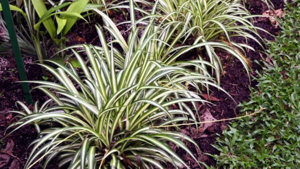 Cómo cuidar la cinta (Chlorophytum comosum)