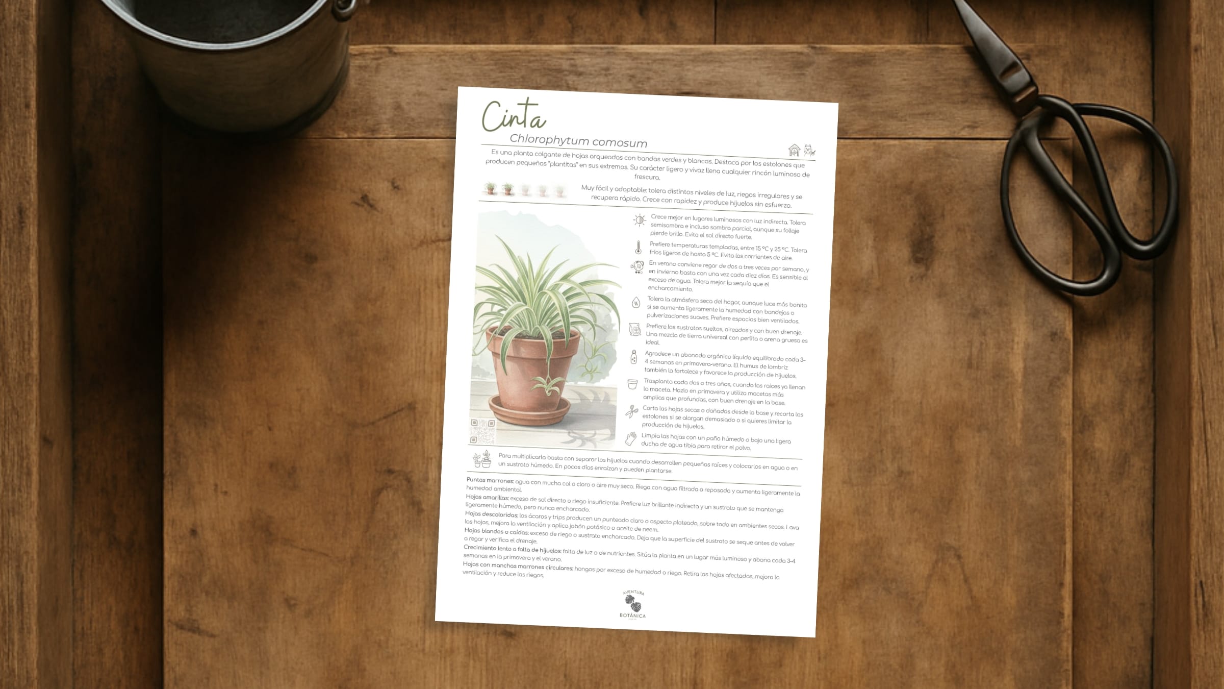 Cinta (ficha de cuidados de Chlorophytum comosum)