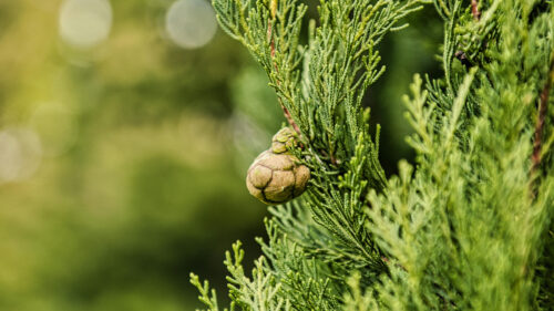 Cómo cuidar el ciprés común (Cupressus sempervirens)