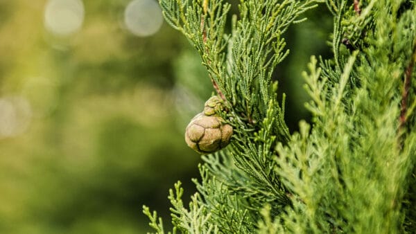Cómo cuidar el ciprés común (Cupressus sempervirens)