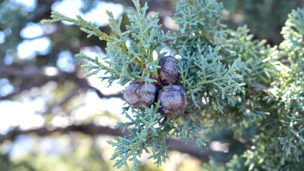 Cómo cuidar el ciprés de Arizona (Hesperocyparis arizonica)