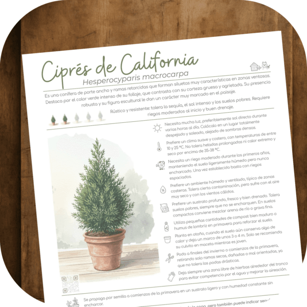 Cómo cuidar el ciprés de California (Hesperocyparis macrocarpa)