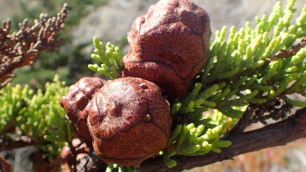 Cómo cuidar el ciprés de California (Hesperocyparis macrocarpa)