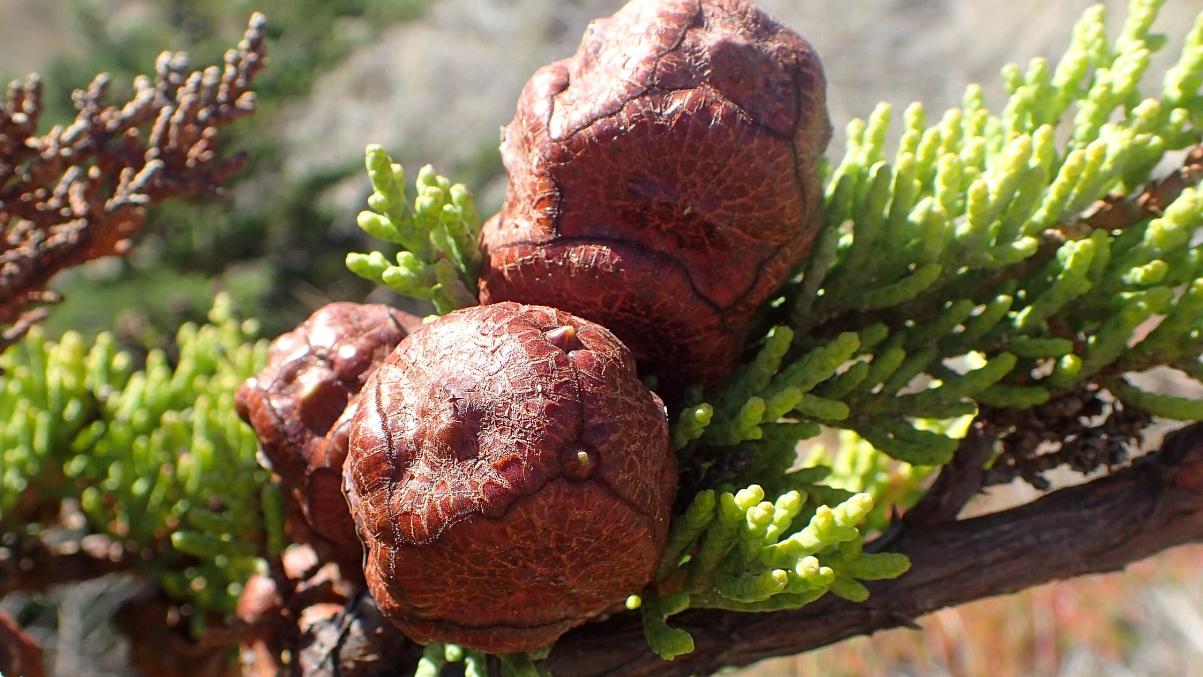 Ciprés de California (Hesperocyparis macrocarpa)