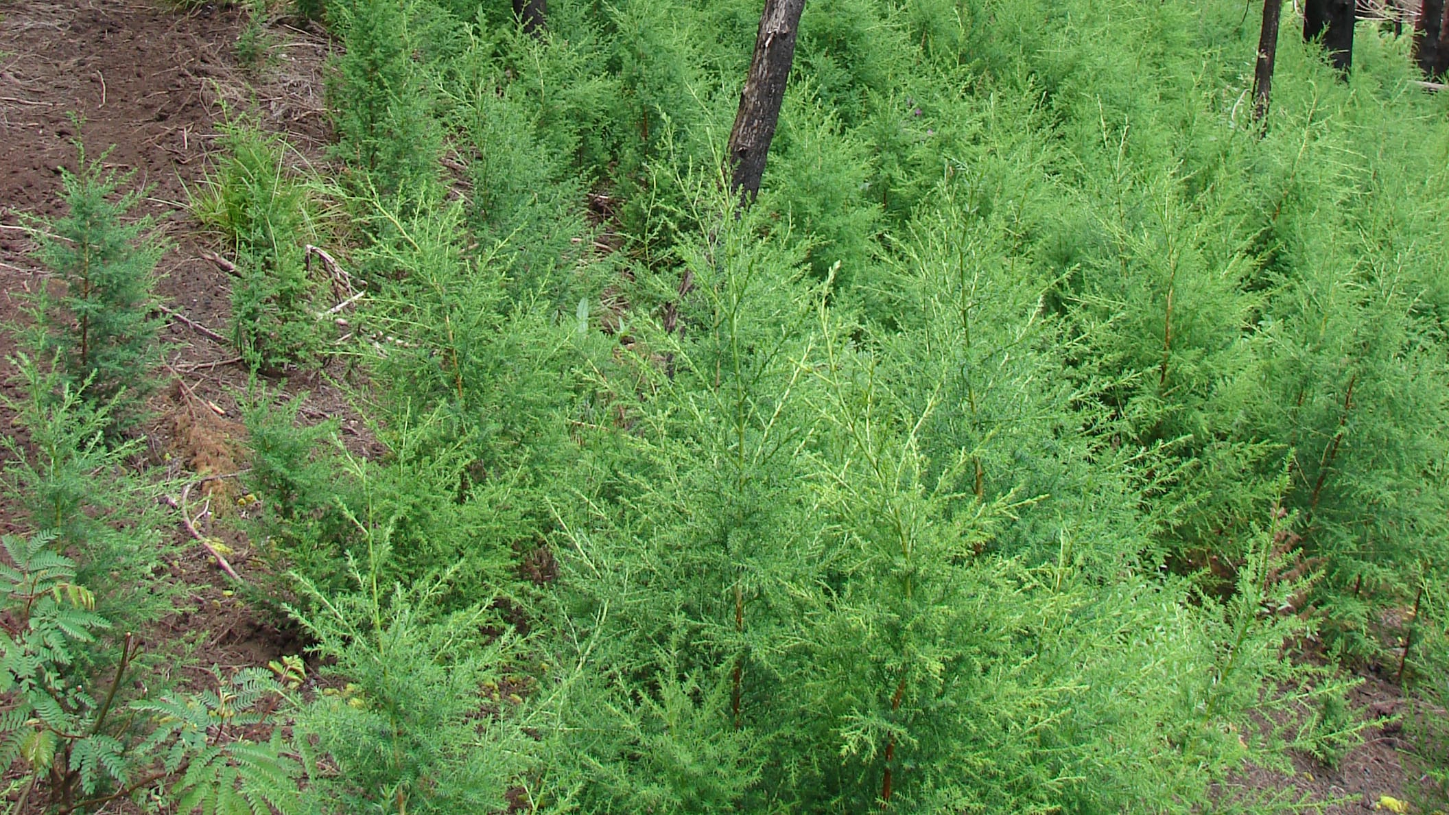 Ciprés de California (Hesperocyparis macrocarpa)