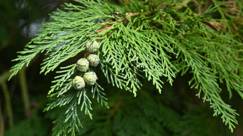 Cómo cuidar el ciprés de lawson (Chamaecyparis lawsoniana)