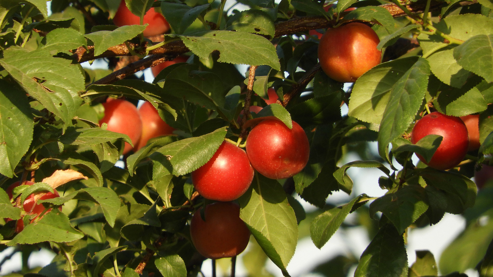 Ciruelo mirobolán (Prunus cerasifera)