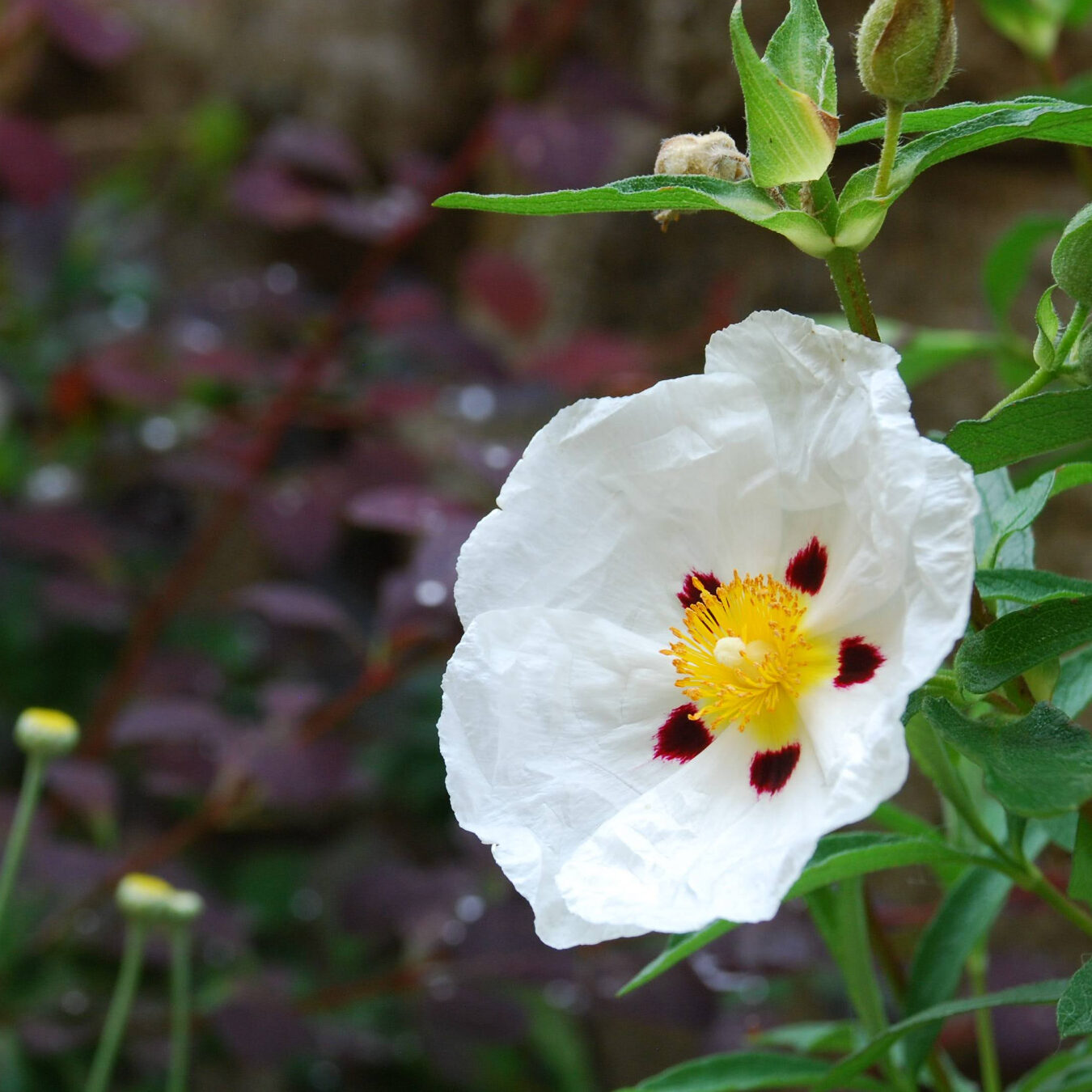 cistus ladanifer 01