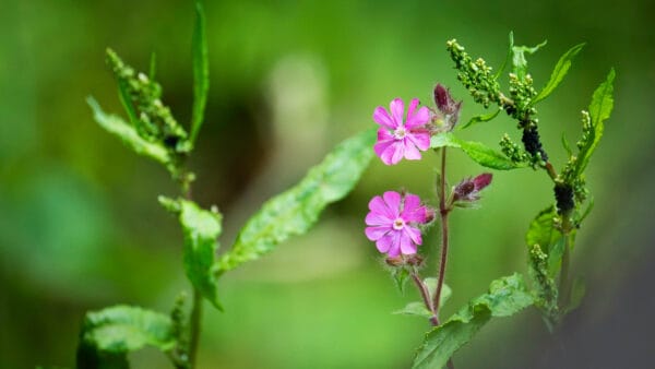 Cómo cuidar el clavel silvestre (Silene dioica)