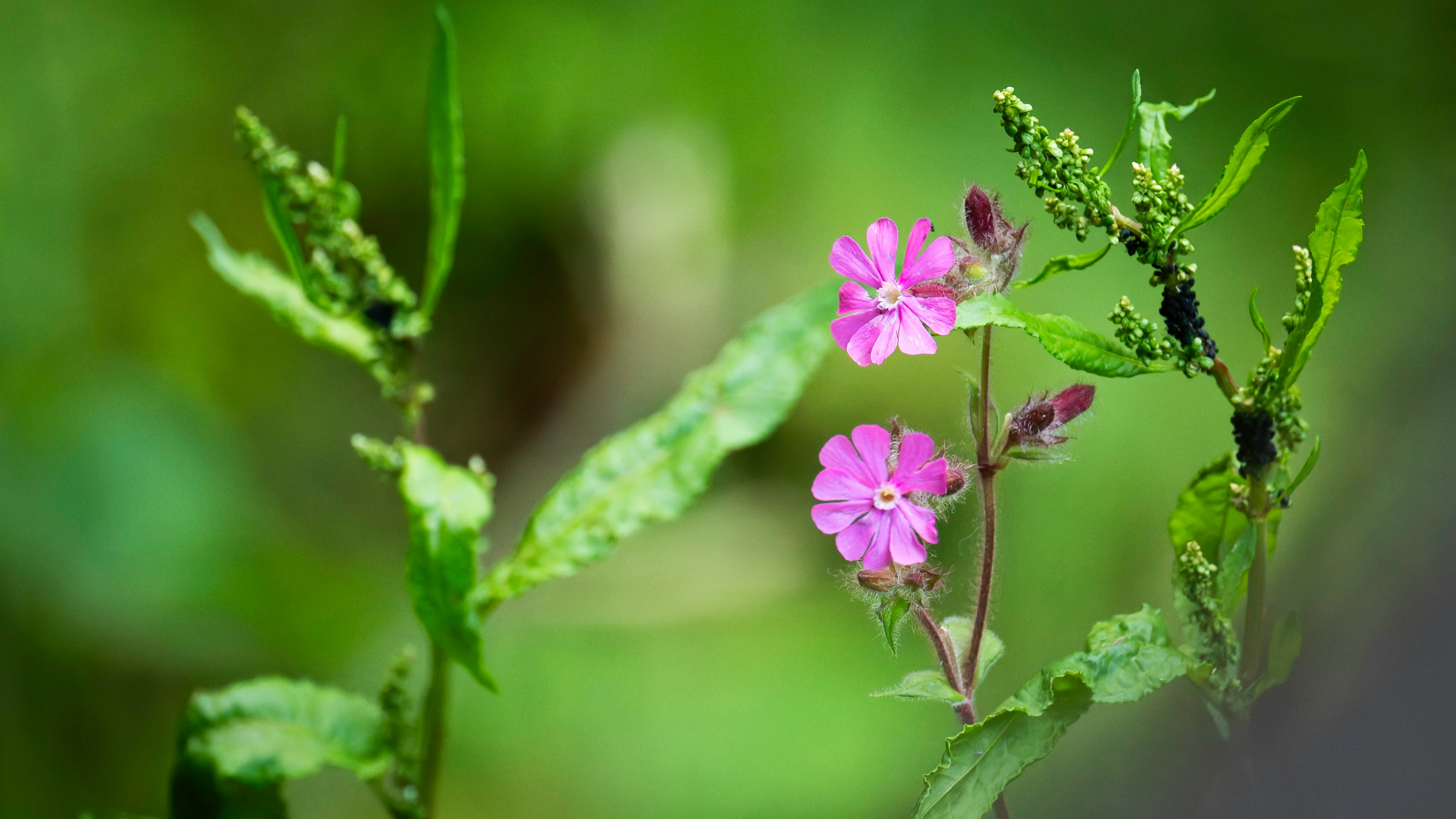 Clavel silvestre (Silene dioica)