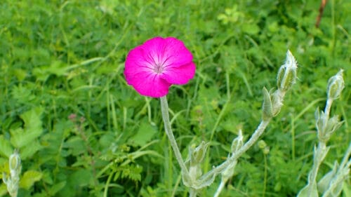 Cómo cuidar la clavelina plateada (Silene coronaria)