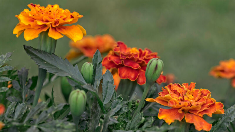 Cómo cuidar el clavelón de la India (Tagetes erecta)