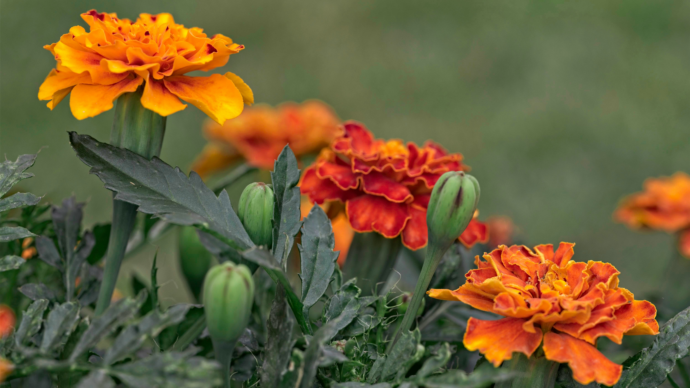 Clavelón de la India (Tagetes erecta)