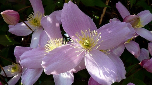 Cómo cuidar la clemátide de montaña (Clematis montana)