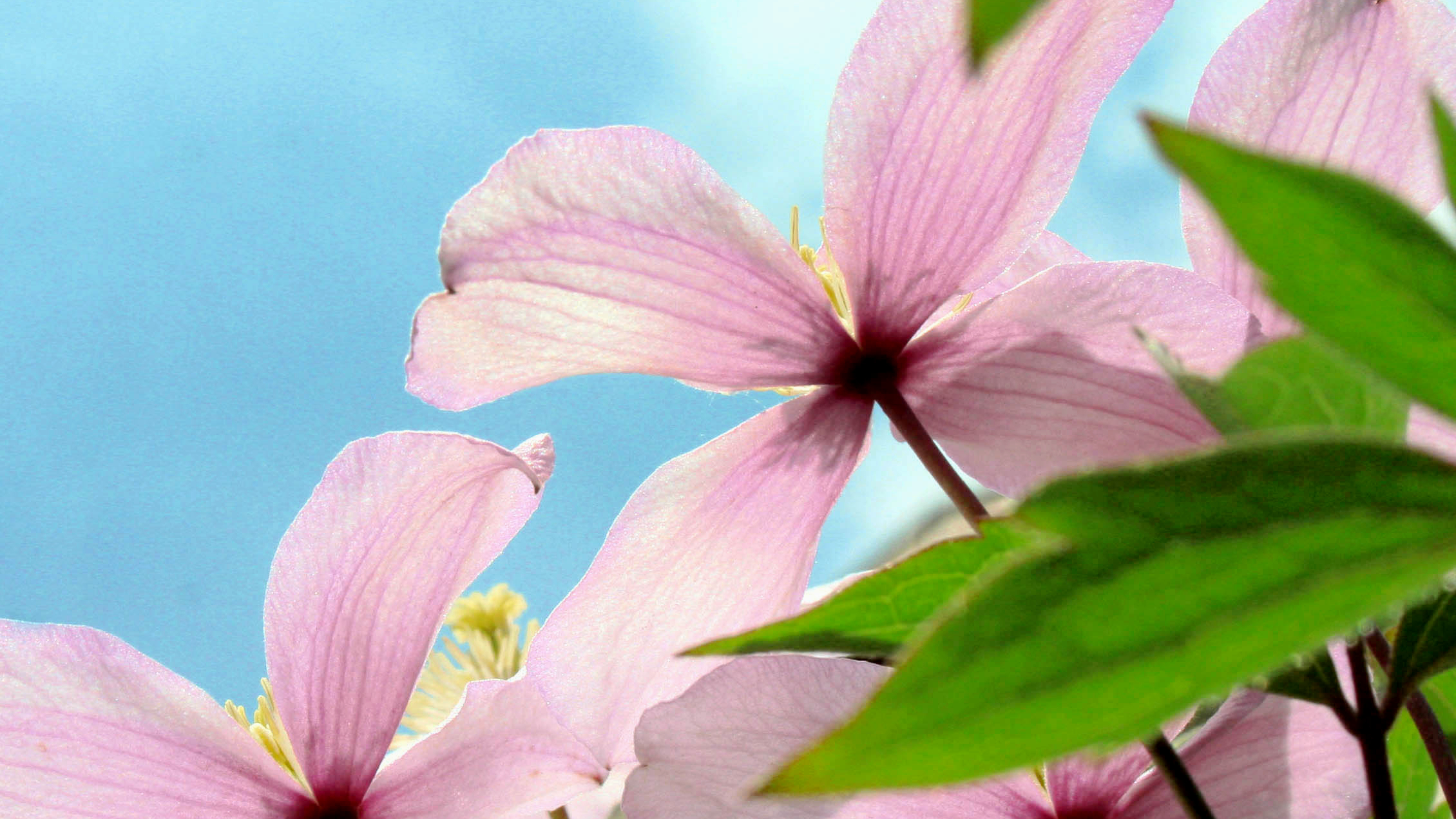 Clemátide de montaña (Clematis montana)