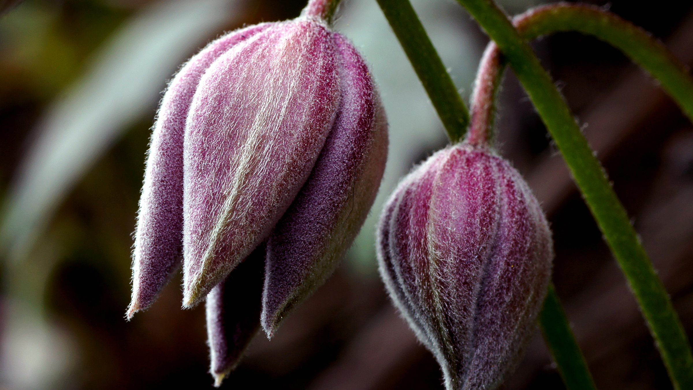 Clemátide de montaña (Clematis montana)