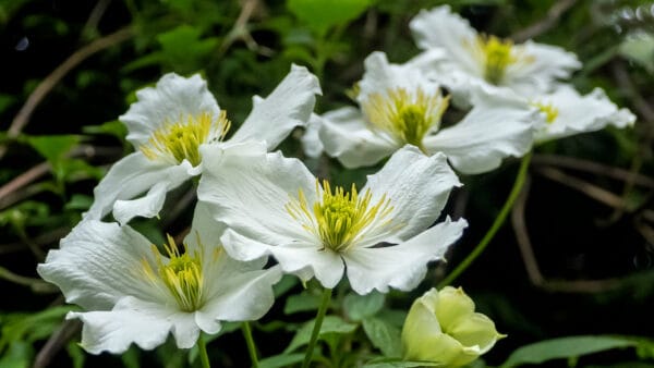 Cómo cuidar la clemátide de montaña (Clematis montana)