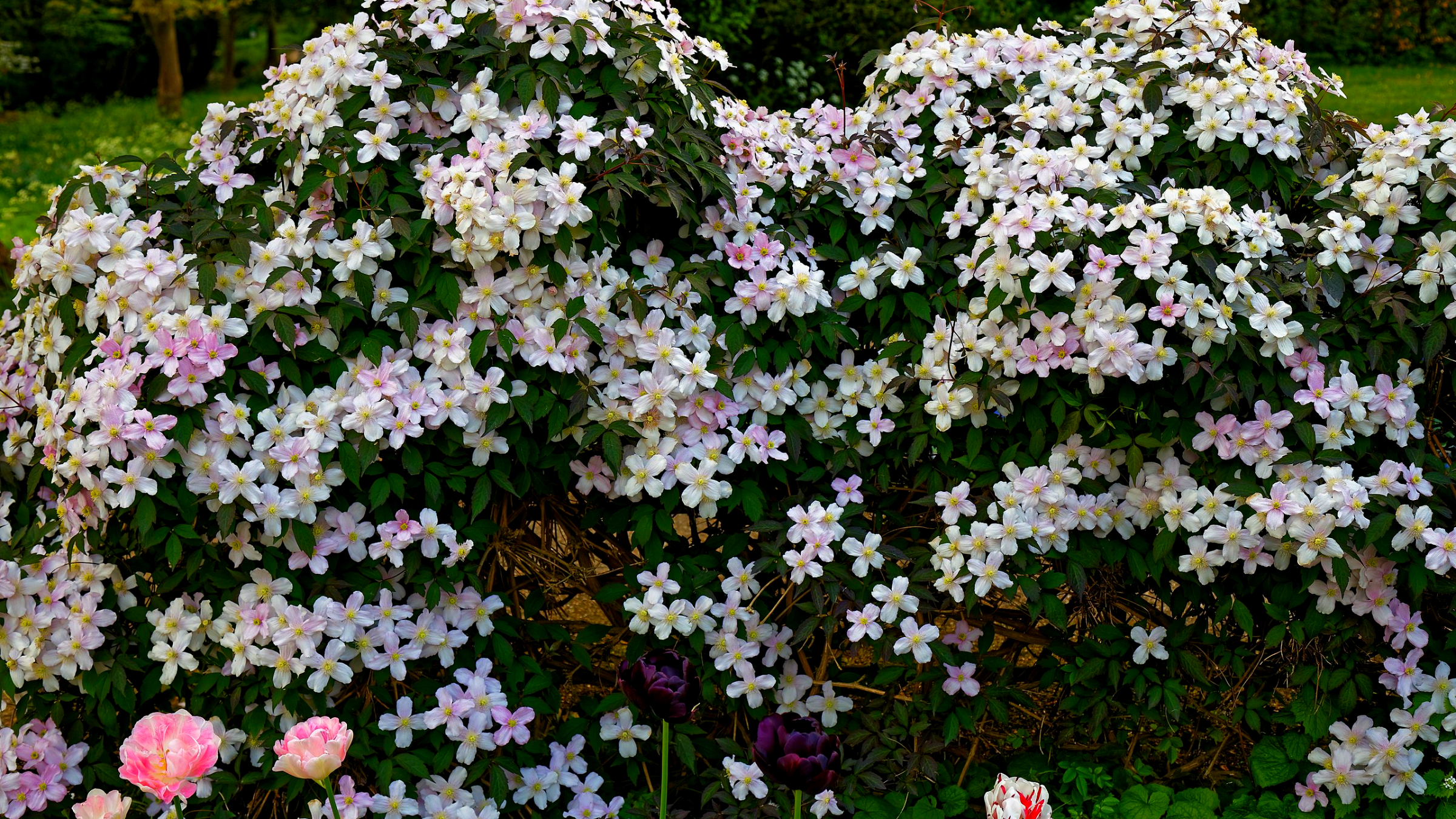 Clemátide de montaña (Clematis montana)