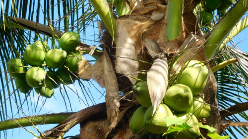 Cómo cuidar el cocotero (Cocos nucifera)