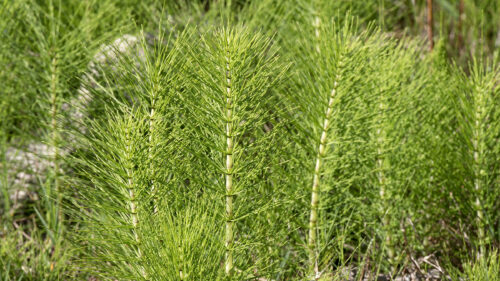 Cómo cuidar la cola de caballo (Equisetum arvense)