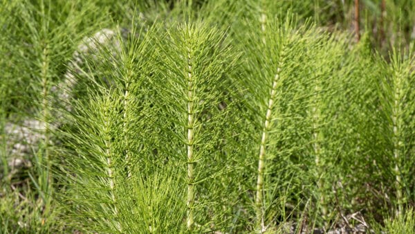Cómo cuidar la cola de caballo (Equisetum arvense)