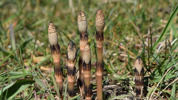 Cómo cuidar la cola de caballo (Equisetum arvense)