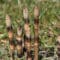 Cómo cuidar la cola de caballo (Equisetum arvense)