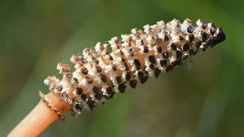 Cómo cuidar la cola de caballo (Equisetum arvense)