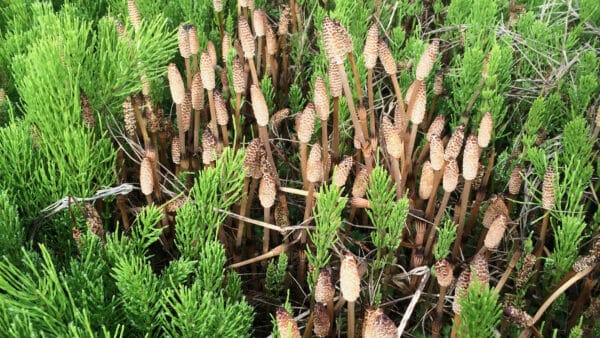 Cómo cuidar la cola de caballo (Equisetum arvense)