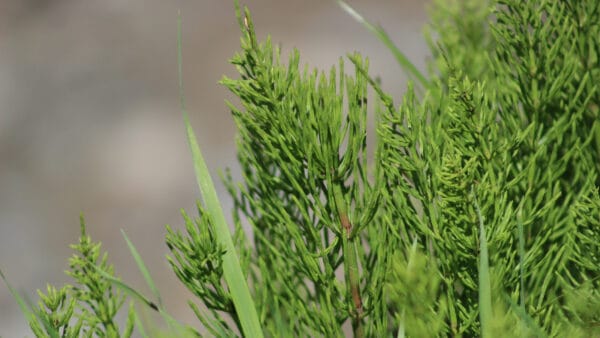 Cómo cuidar la cola de caballo (Equisetum arvense)