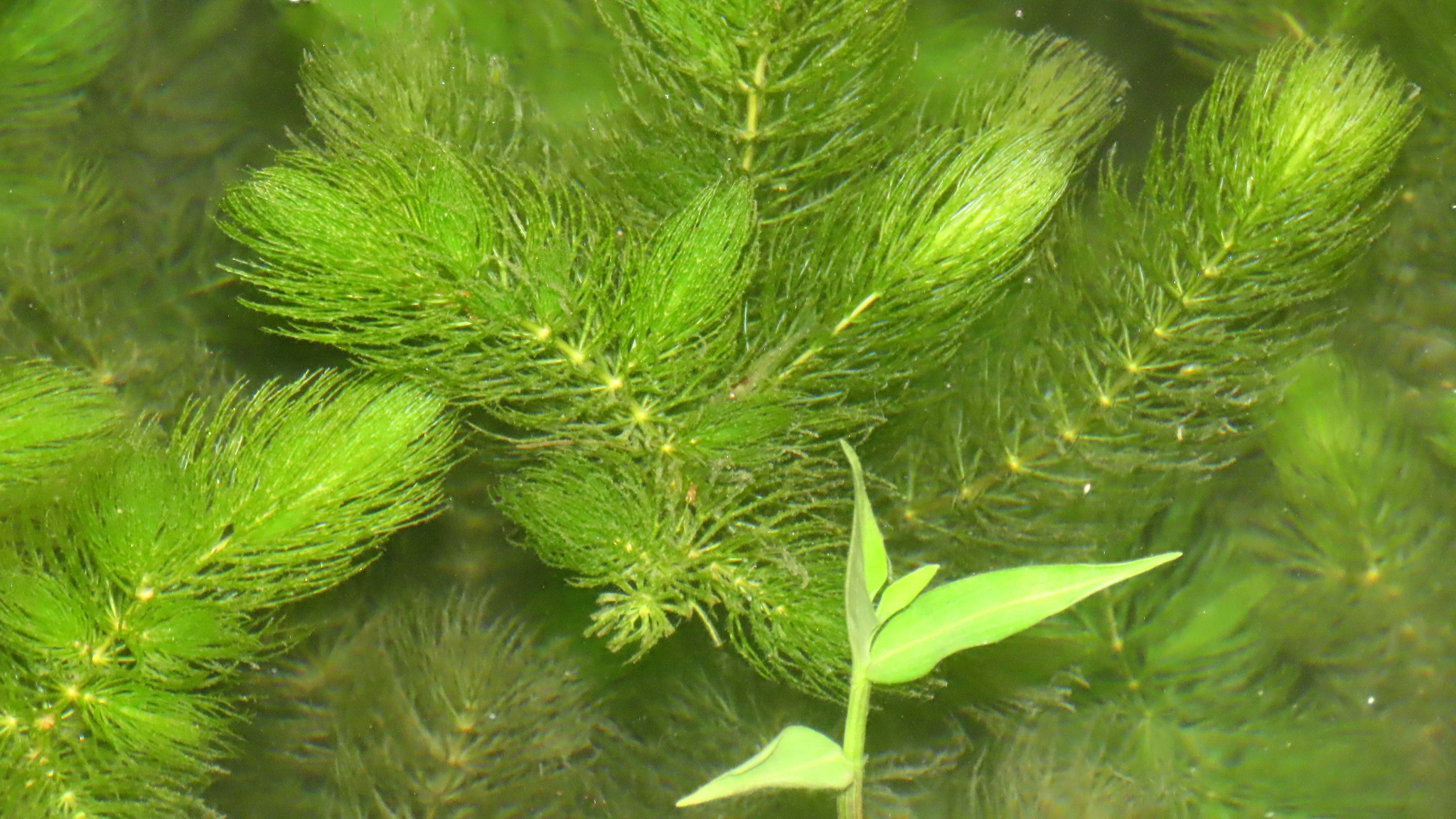 Cola de zorro (Ceratophyllum demersum)