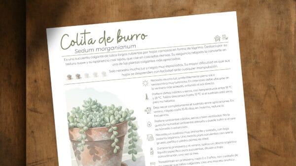 Cómo cuidar la colita de burro (Sedum morganianum)