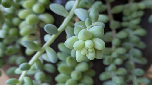 Cómo cuidar la colita de burro (Sedum morganianum)