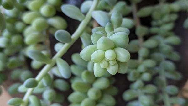 Cómo cuidar la colita de burro (Sedum morganianum)