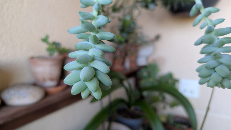 Cómo cuidar la colita de burro (Sedum morganianum)