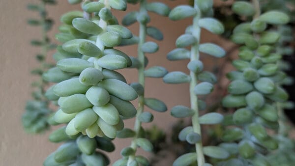 Cómo cuidar la colita de burro (Sedum morganianum)