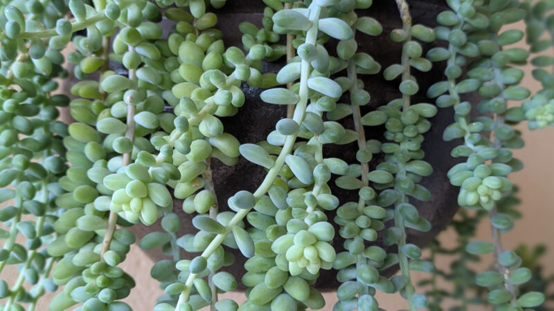 Cómo cuidar la colita de burro (Sedum morganianum)