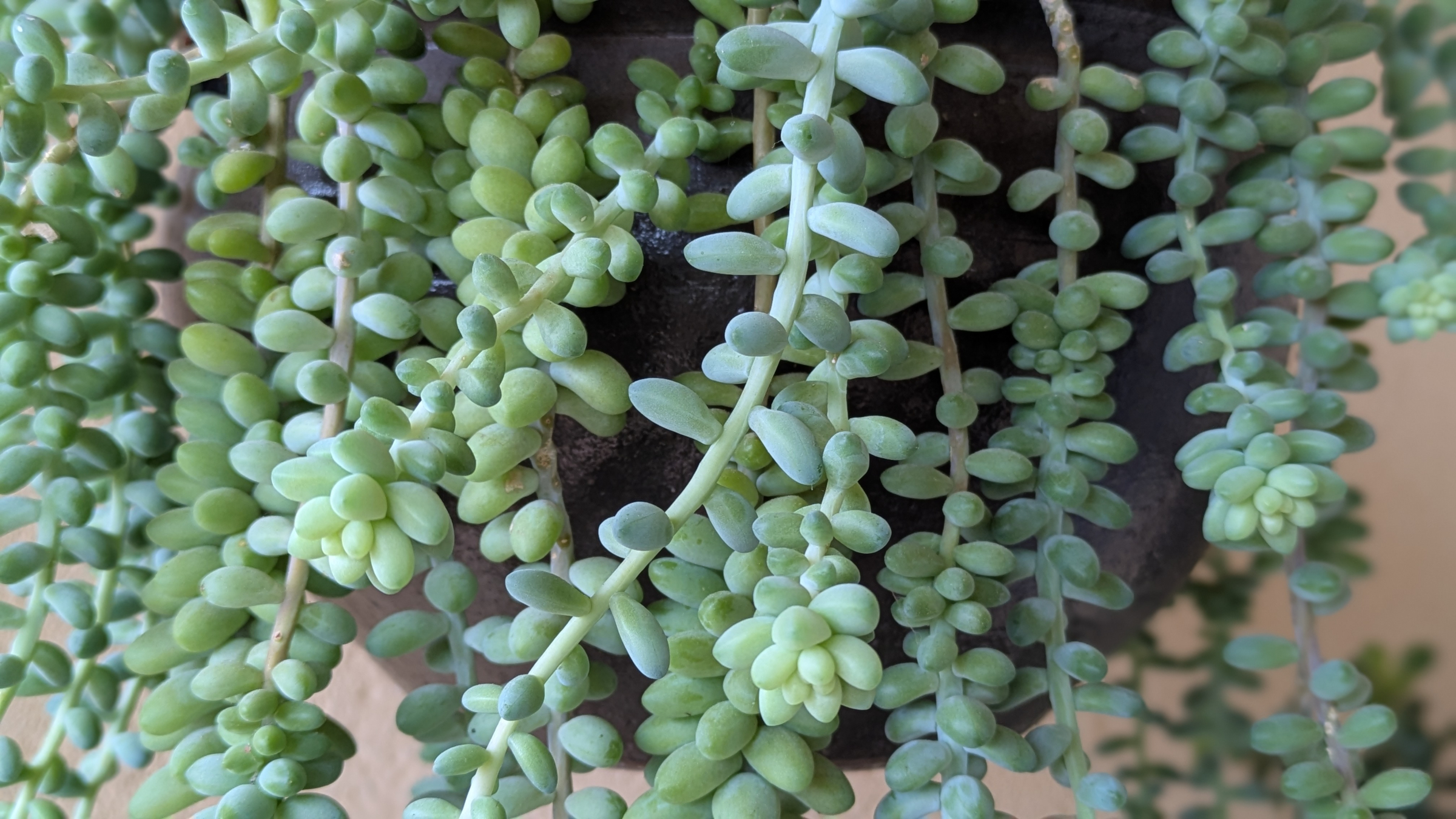 Colita de burro (Sedum morganianum)
