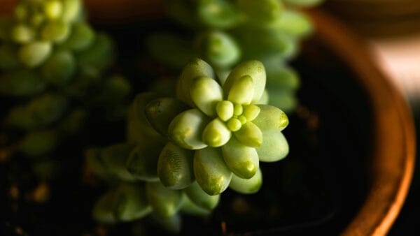 Cómo cuidar la colita de burro (Sedum morganianum)