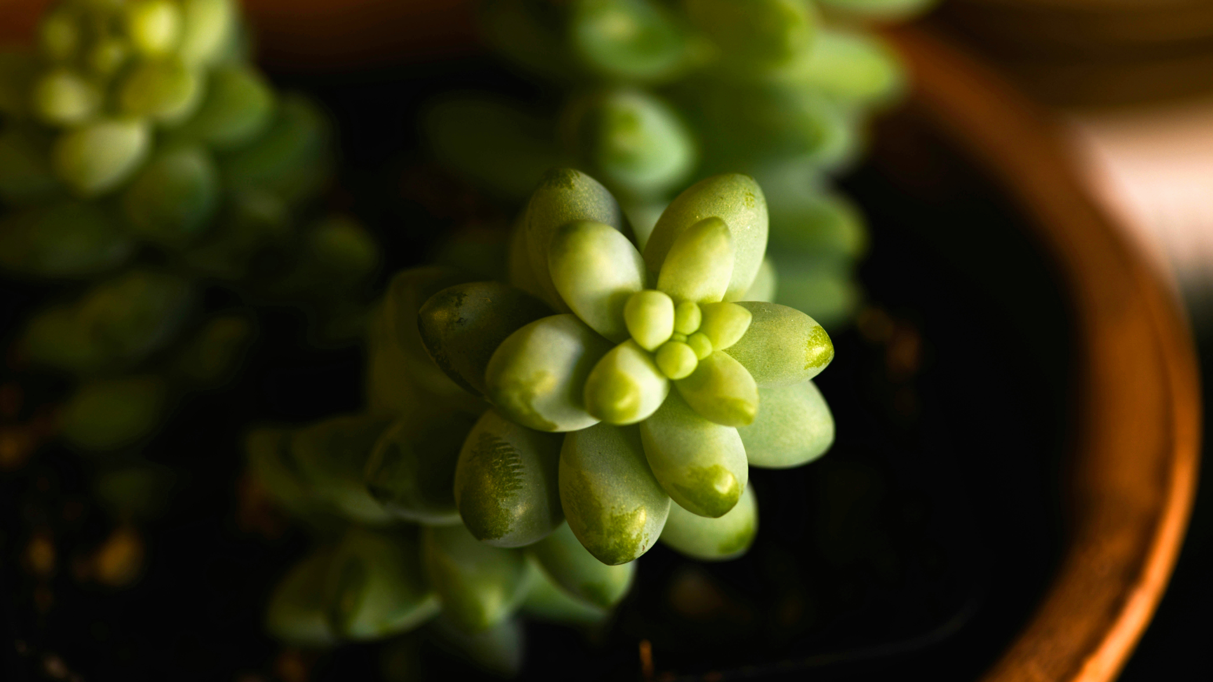 Colita de burro (Sedum morganianum)