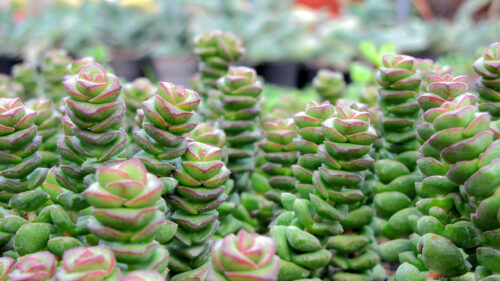 Cómo cuidar el collar de botones (Crassula perforata)