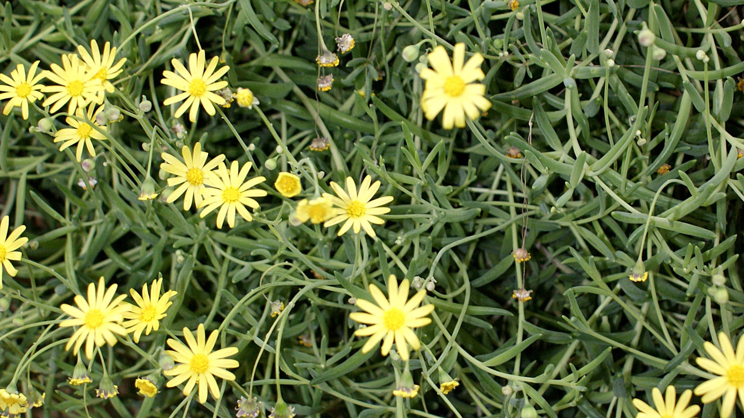 Collar de rubí (Othonna capensis)