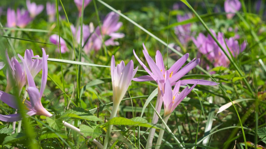 Cólquico: cuidados (Colchicum autumnale)