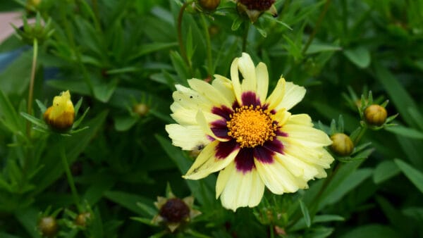 Cómo cuidar la coreopsis (Coreopsis tinctoria)