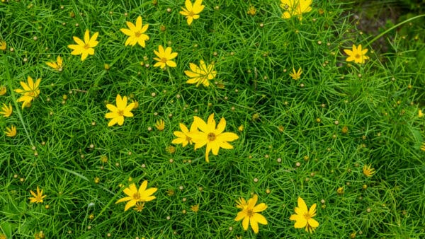 Cómo cuidar la coreopsis (Coreopsis verticillata)
