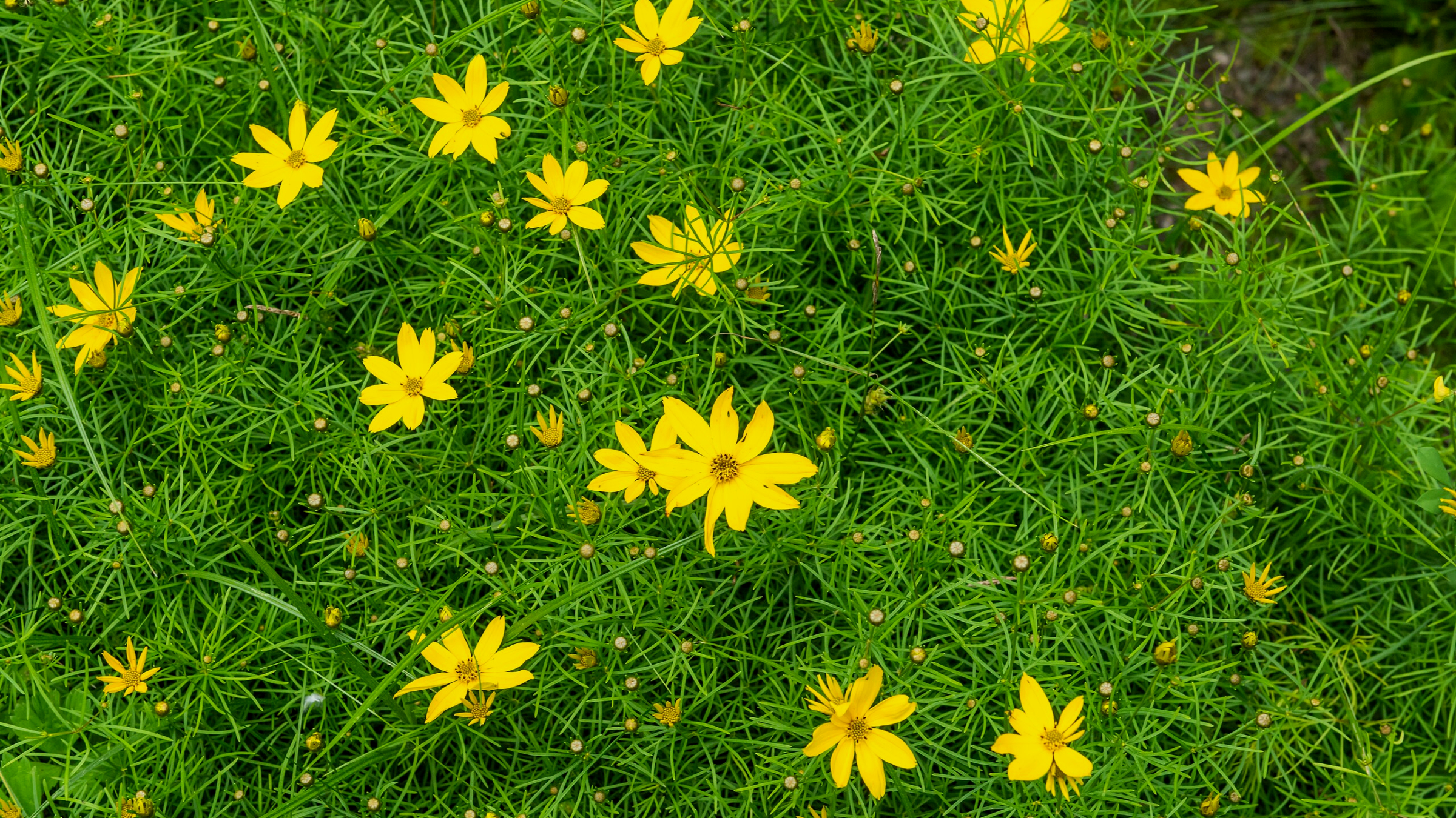 Coreopsis (Coreopsis verticillata)